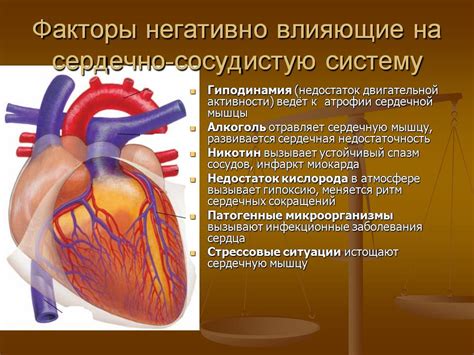 Потенциальный эффект на сердечно-сосудистую систему