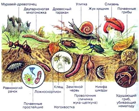 Почвенная среда: сходства и различия