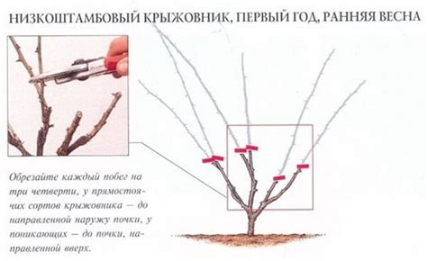 Почему важна правильная обрезка