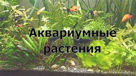 Почему важно добавлять фосфаты в аквариум для растений