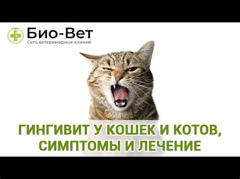 Почему кошкам торчит язык?