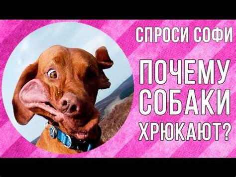 Почему собаки хрюкают