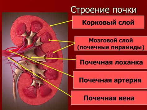 Почки: строение и функции