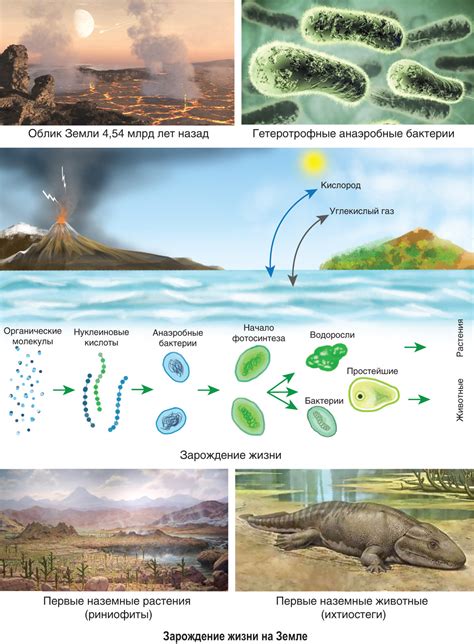 Появление жизни на Земле и эволюция