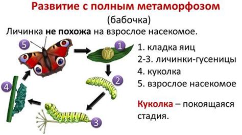 Появление и развитие копыт