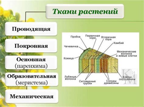 Появление карликовости и деформации растений