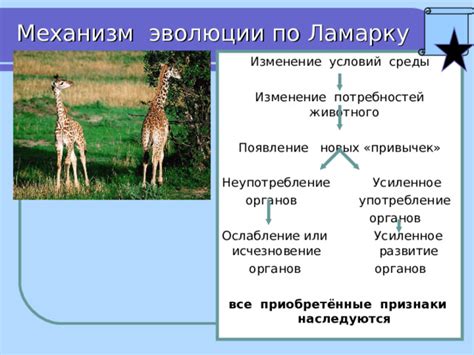 Появление необычного животного инстинкта