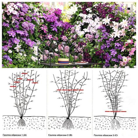 Правила обрезки клематиса