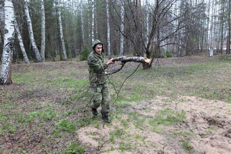 Правила сбора лавровых листьев в разных регионах