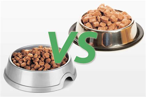 Правильный выбор корма: влажный или сухой?