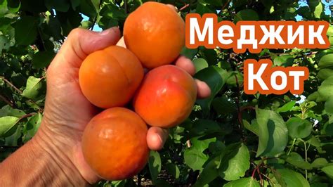 Превосходные вкусовые характеристики