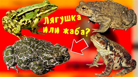 Предпочтения по видам насекомых у лягушек