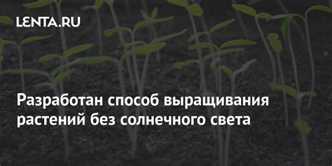 Преимущества и недостатки выращивания без солнечного света