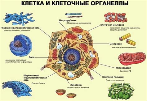 Преимущества понимания строения клетки для тренера