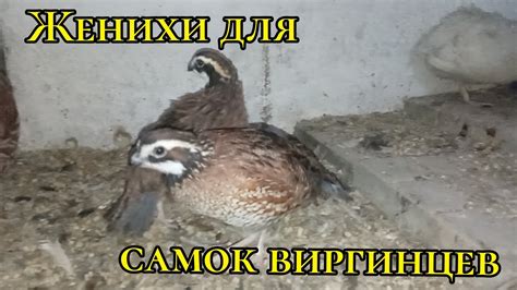 Привлечение самцов для удержания самок