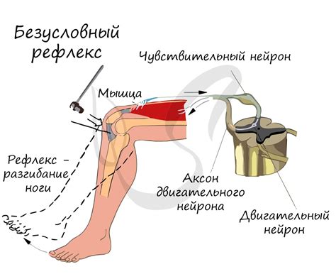 Привычка и рефлекс