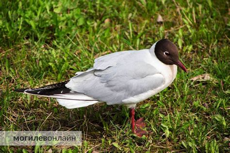 Признаки пола у чайки: