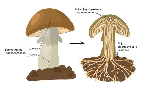 Признаки функционирования гриба