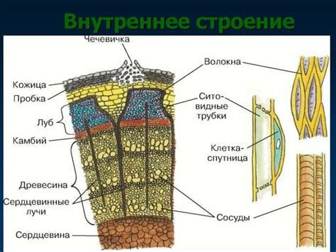 Прикрепление стебля