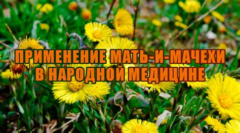 Применение мать и мачехи в медицине