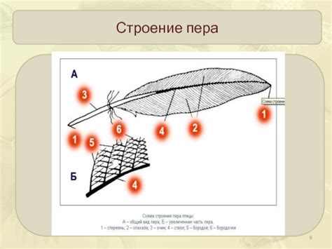 Примета нахождения пера птицы