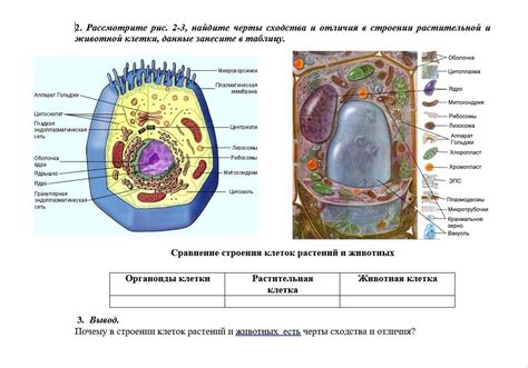 Принципиальные отличия в строении клеток