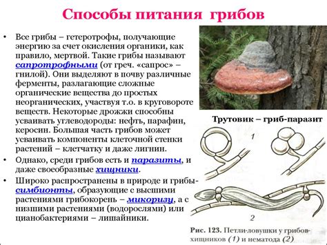 Принципы питания растений, животных и грибов