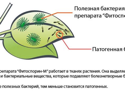 Принцип действия извести на растения