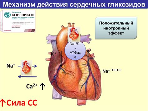 Принцип действия сердечных гликозидов