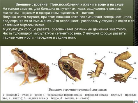 Принцип работы лягушки