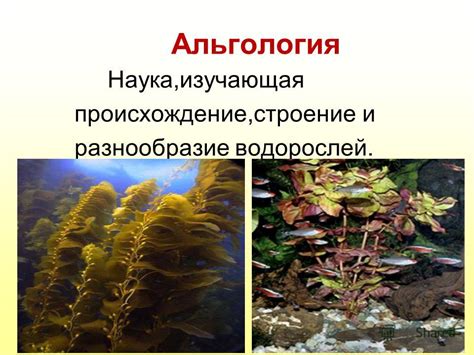 Природное происхождение водорослей