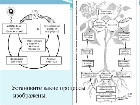 Природные циклы в искусственных условиях: