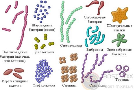 Присутствие бактерий и инфекций