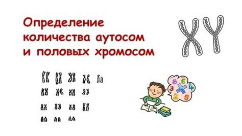 Присутствие половых хромосом X и Y