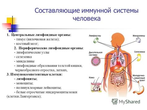 Причина 1: Укрепление иммунной системы