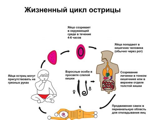 Причины задержки остриц