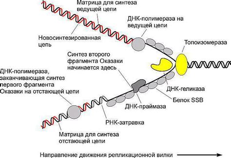 Причины и последствия несинтезирования РНК