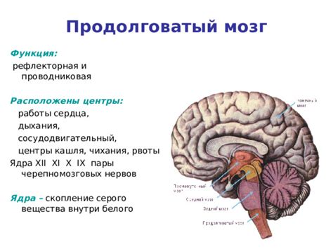 Причины нарушений кровообращения в продолговатом мозге: