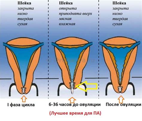 Проблемы с шейкой матки