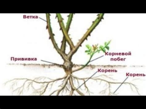 Проведение прививки роз