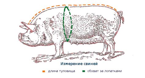 Проверка веса свиньи по внешним признакам и размерам