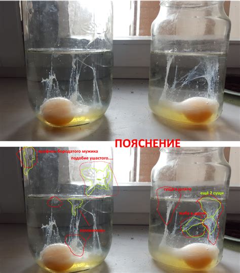 Проверка яблок на предмет порчи