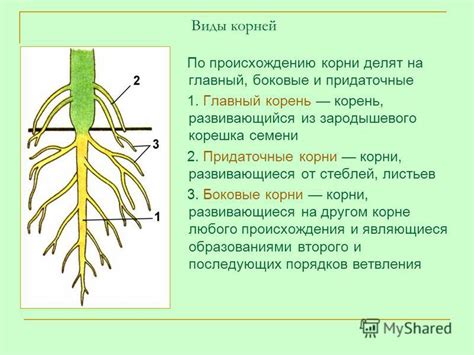 Прогнивание корней и стеблей