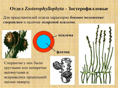 Происхождение двух растений