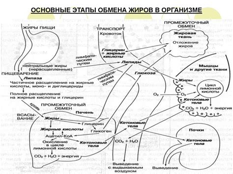 Происхождение жира в организме