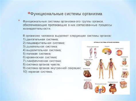 Профилактика возможных недостатков работы организма