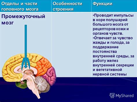 Процессы, происходящие в головном мозге