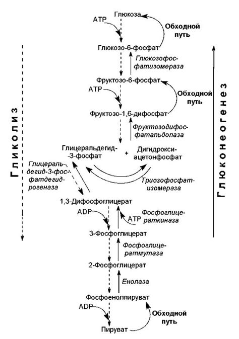 Процессы биосинтеза углеводов и белков