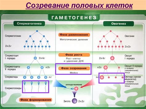 Процессы гаметогенеза