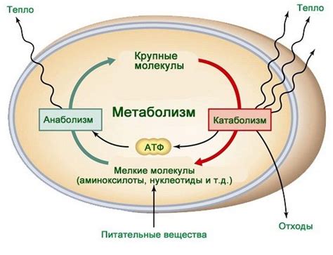 Процессы метаболизма и теплоотдачи